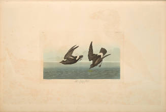 The Birds of America, Plate #340: "Least Stormy Petrel"