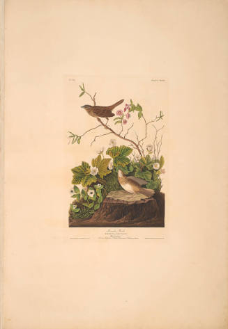 The Birds of America, Plate #193: "Lincoln Finch"