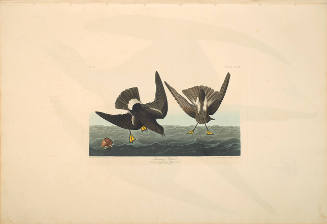 The Birds of America, Plate #270: "Stormy Petrel"