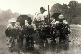Jim Smyre and family planting tobacco, Iredell County, NC