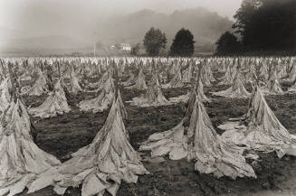A field of cut burley tobacco