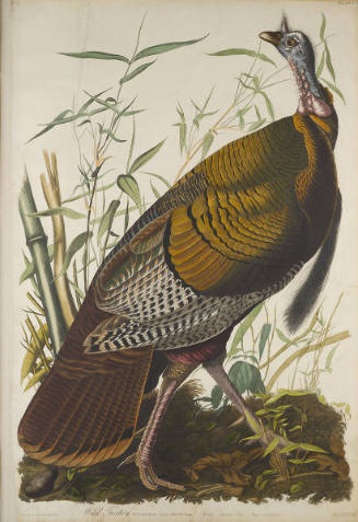 The Birds of America, Plate #1: "Wild Turkey"