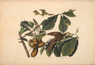 The Birds of America, Plate #2: "Yellow-billed Cuckoo"