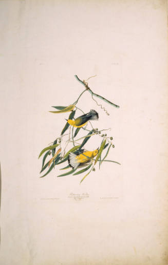 The Birds of America, Plate #3: "Prothonotary Warbler"