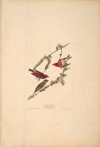 The Birds of America, Plate #4: "Purple Finch"