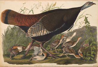 The Birds of America, Plate #6: "Wild Turkey"