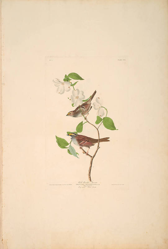 The Birds of America, Plate #8: "White-throated Sparrow"