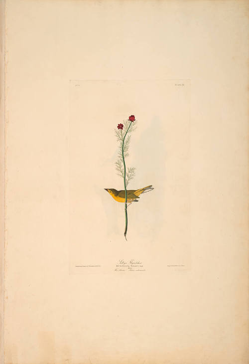 The Birds of America, Plate #9: "Selby's Flycatcher"