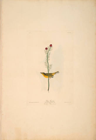 The Birds of America, Plate #9: "Selby's Flycatcher"