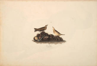 The Birds of America, Plate #10: "Brown Tit Lark"