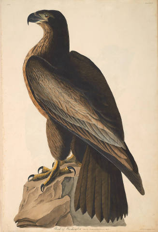 The Birds of America, Plate #11: "Bird of Washington or Great American Sea Eagle"