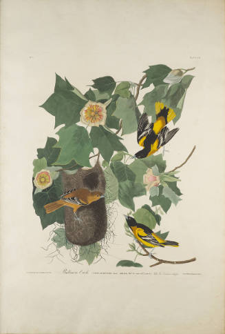 The Birds of America, Plate #12: "Baltimore Oriole"