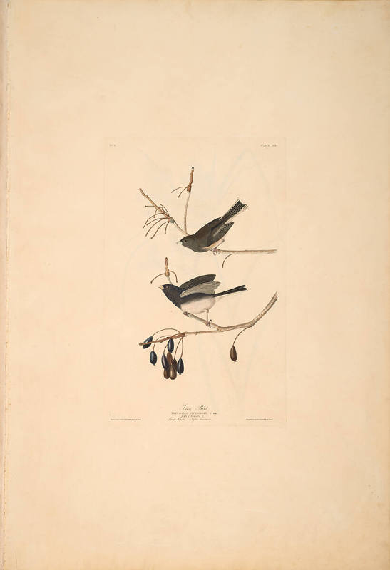 The Birds of America, Plate #13: "Snow Bird"