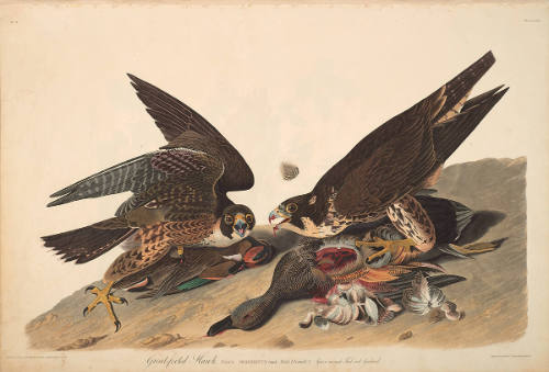The Birds of America, Plate #16: "Great-footed Hawk"
