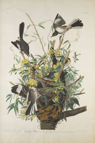 The Birds of America, Plate #21: "Mocking Bird"