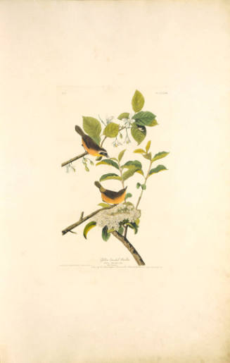 The Birds of America, Plate #23: "Yellow-breasted Warbler"