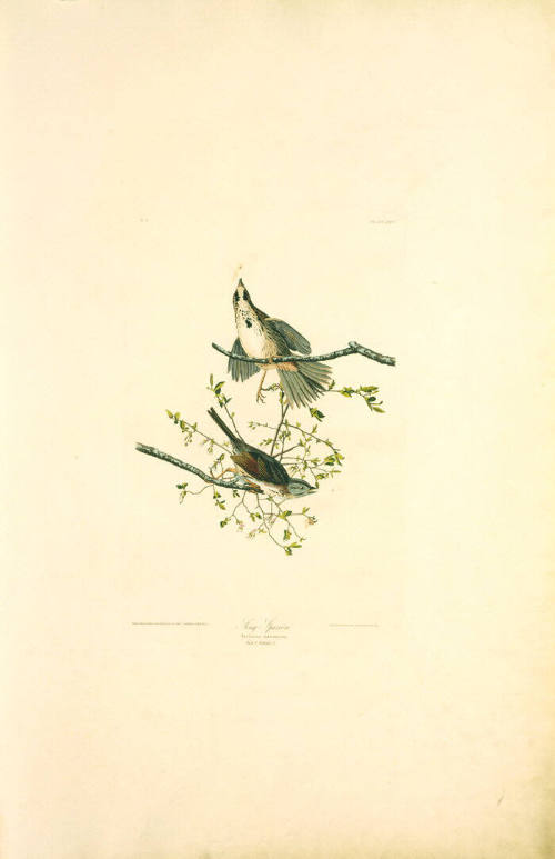 The Birds of America, Plate #25: "Song Sparrow"