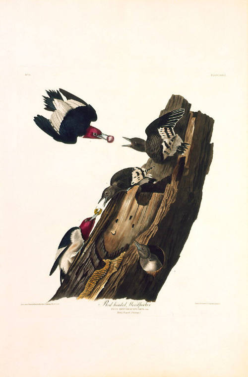 The Birds of America, Plate #27: "Red-headed Woodpecker"