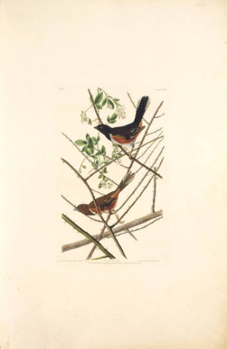 The Birds of America, Plate #29: "Towee Bunting"