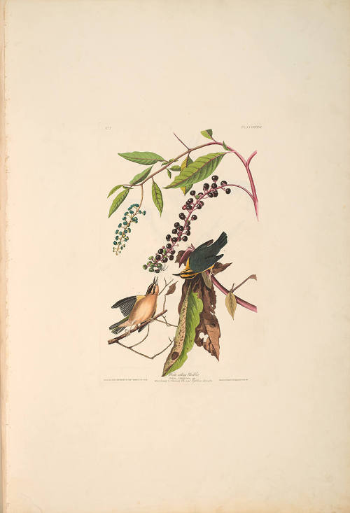The Birds of America, Plate #34: "Worm-eating Warbler"