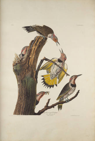 The Birds of America, Plate #37: "Gold-winged Woodpecker"