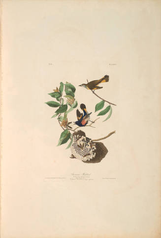 The Birds of America, Plate #40: "American Redstart"