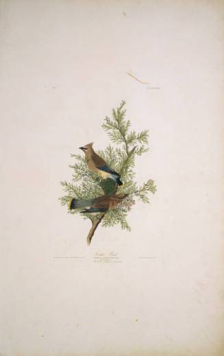 The Birds of America, Plate #43: "Cedar Bird"