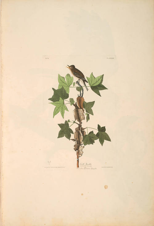 The Birds of America, Plate #45: "Traill's Flycatcher"