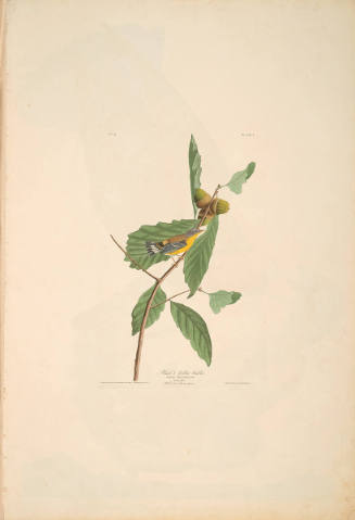 The Birds of America, Plate #50: "Black and Yellow Warbler"