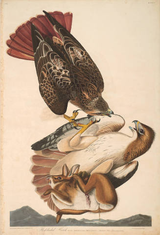 The Birds of America, Plate #51: "Red-tailed Hawk"