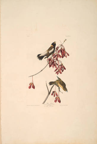 The Birds of America, Plate #54: "Rice Bird"