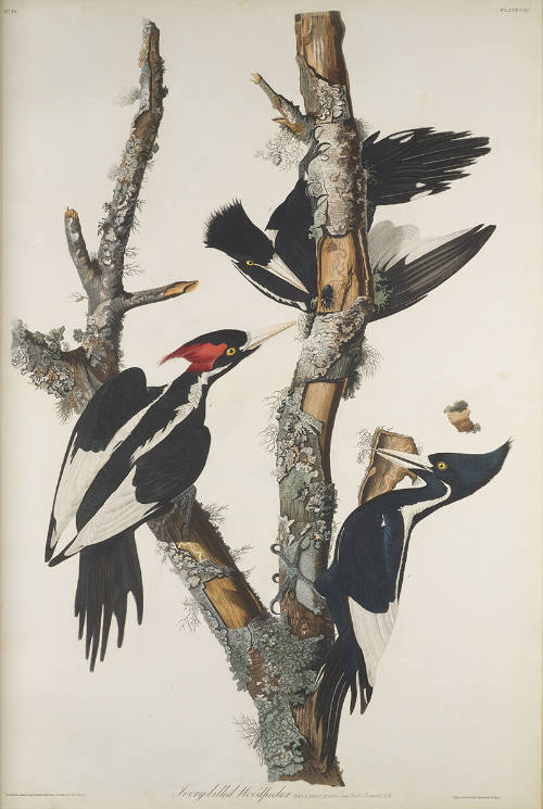 The Birds of America, Plate #66: "Ivory-billed Woodpecker"