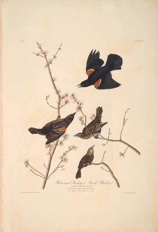 The Birds of America, Plate #67: "Red-winged Starling"
