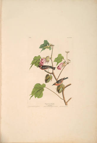 The Birds of America, Plate #69: "Bay-breasted Warbler"