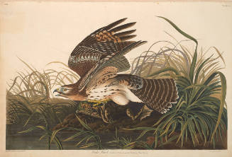 The Birds of America, Plate #71: "Winter Hawk"
