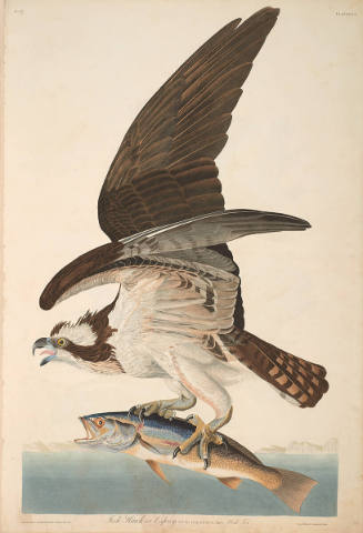 The Birds of America, Plate #81: "Fish Hawk"