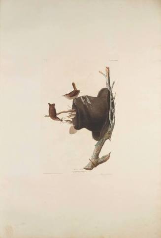 The Birds of America, Plate #83: "House Wren"