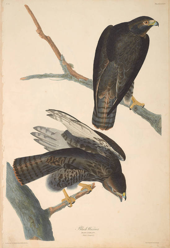 The Birds of America, Plate #86: "Black Warrior"