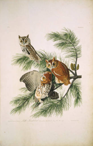 The Birds of America, Plate #97: "Little Screech Owl"