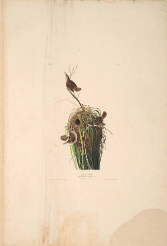 The Birds of America, Plate #100: "Marsh Wren"