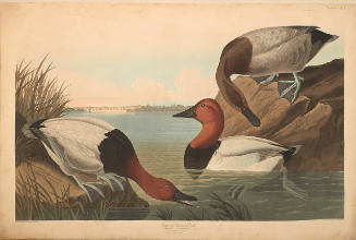 The Birds of America, Plate #301: "Canvas-backed Duck"