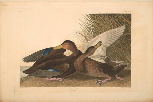 The Birds of America, Plate #302: "Dusky Duck"