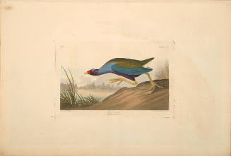 The Birds of America, Plate #305: "Purple Gallinule"
