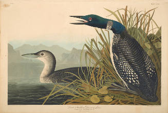 The Birds of America, Plate #306: "Great Northern Diver or Loon"