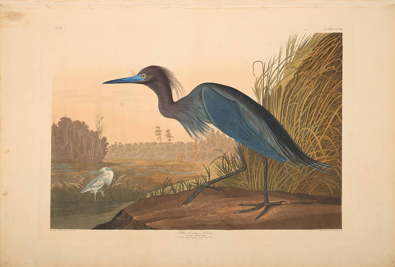 The Birds of America, Plate #307: "Blue Crane or Heron"