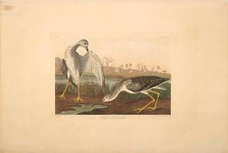 The Birds of America, Plate #308: "Tell-tale Godwit or Snipe"