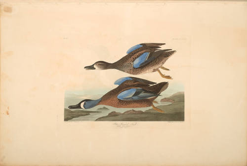 The Birds of America, Plate #313: "Blue-winged Teal"