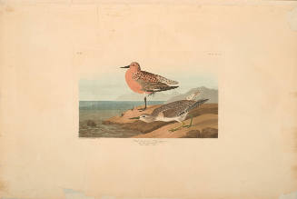 The Birds of America, Plate #315: "Red-breasted Sandpiper"