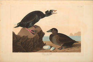 The Birds of America, Plate #317: "Black or Surf Duck"