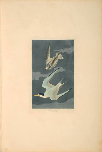 The Birds of America, Plate #319: "Lesser Tern"
